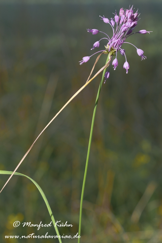Lauch (Gekielter)_0002