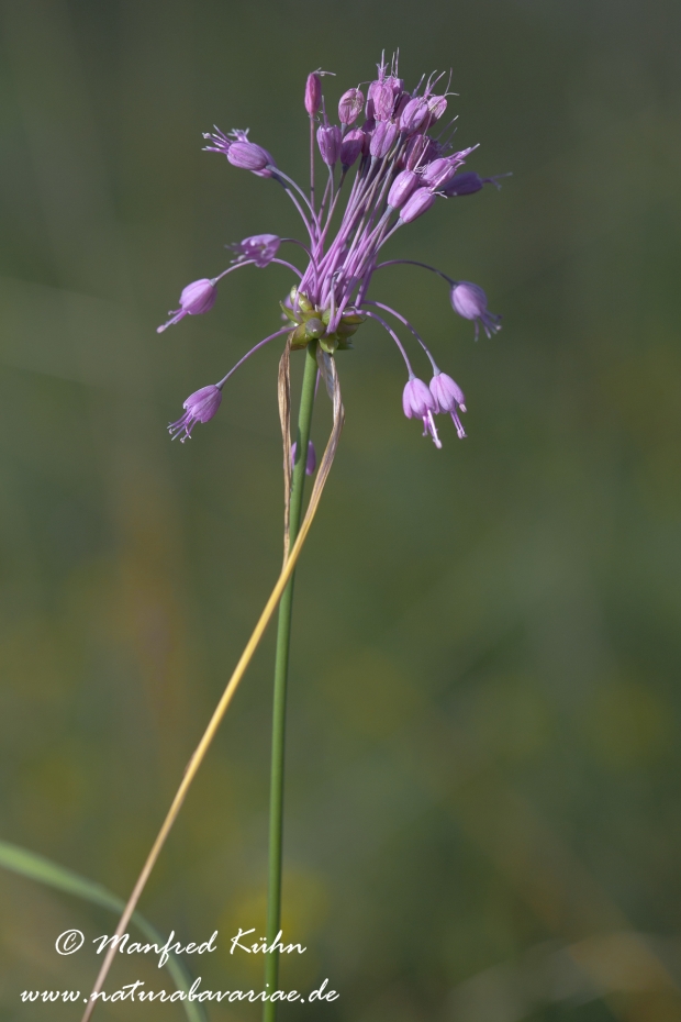 Lauch (Gekielter)_0009