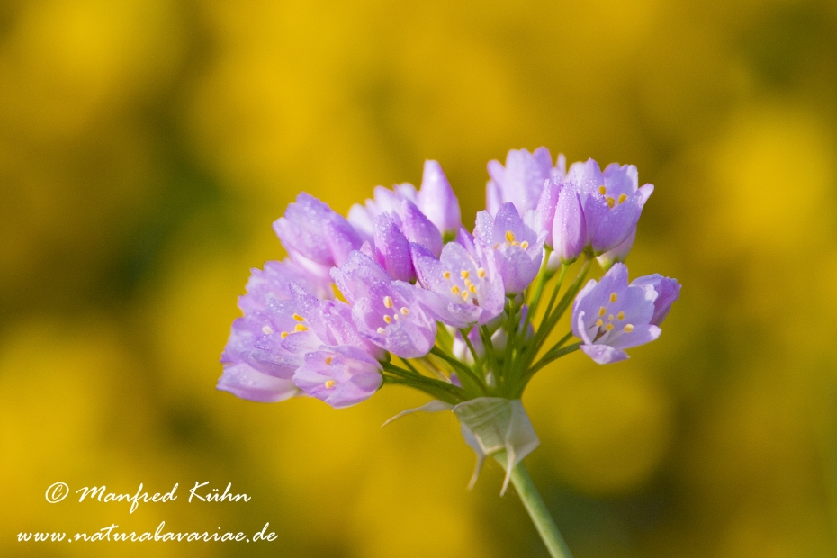 Lauch (Rosen-)_0001
