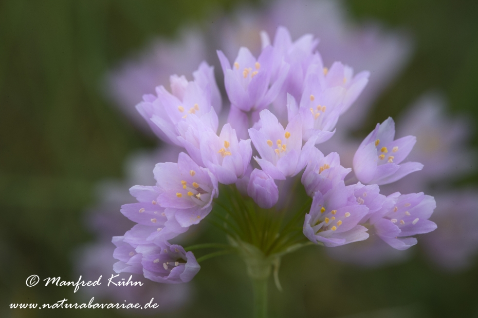 Lauch (Rosen-)_0006
