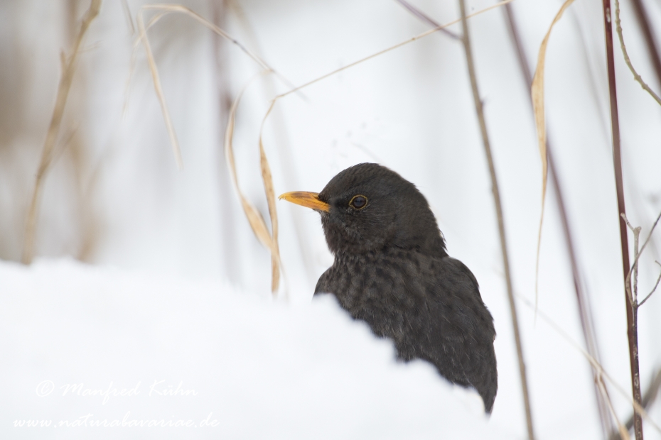 Amsel ()_0078