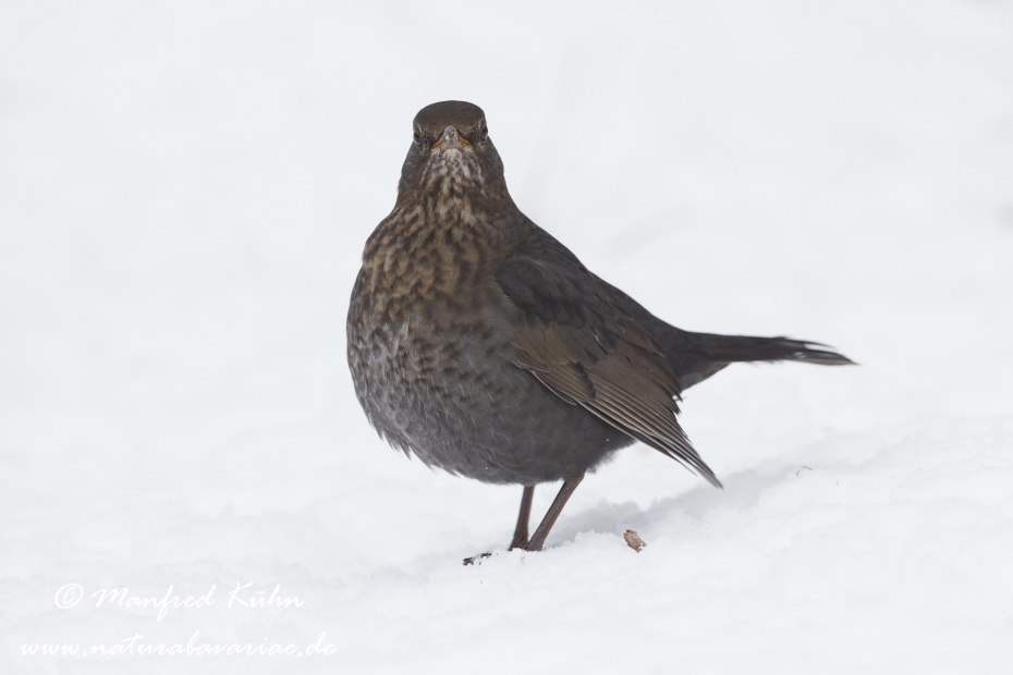 Amsel ()_0082