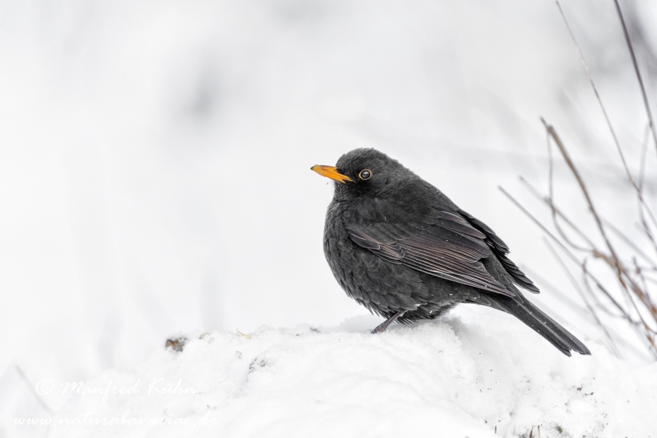Amsel ()_0085
