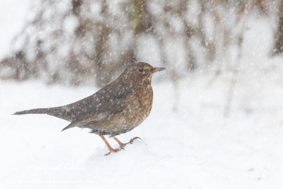 Amsel ()_0091