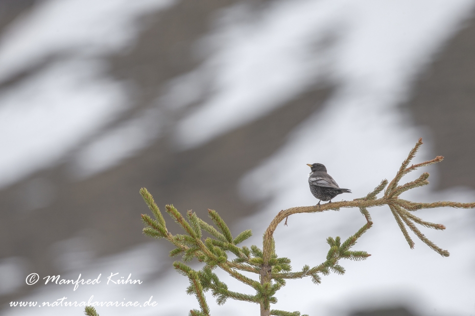 Ringdrossel ()_0039