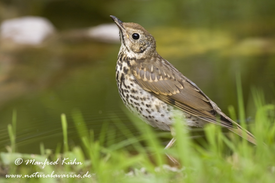 Singdrossel ()_0003