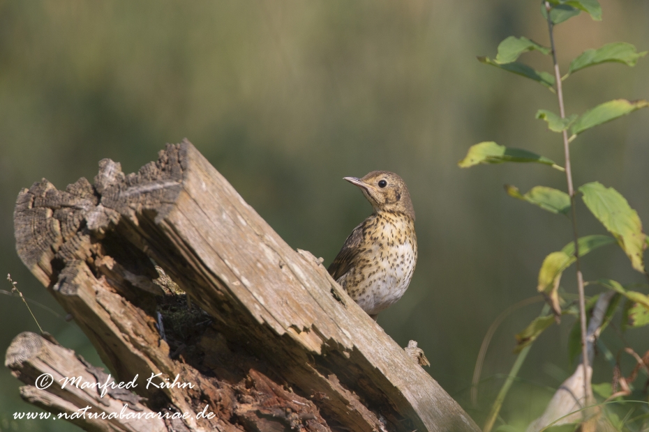 Singdrossel ()_0019