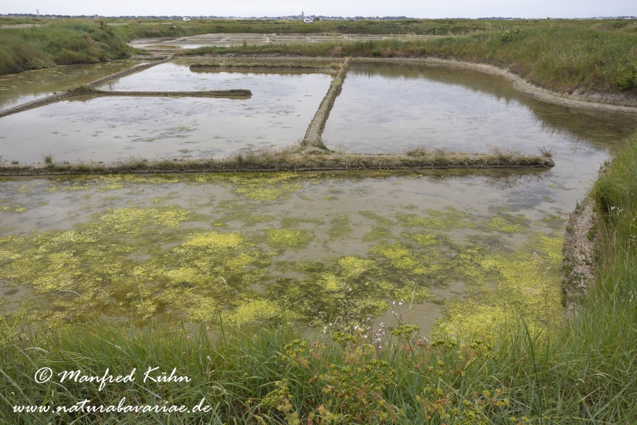 Pays de la Loire (Frankreich)_0001
