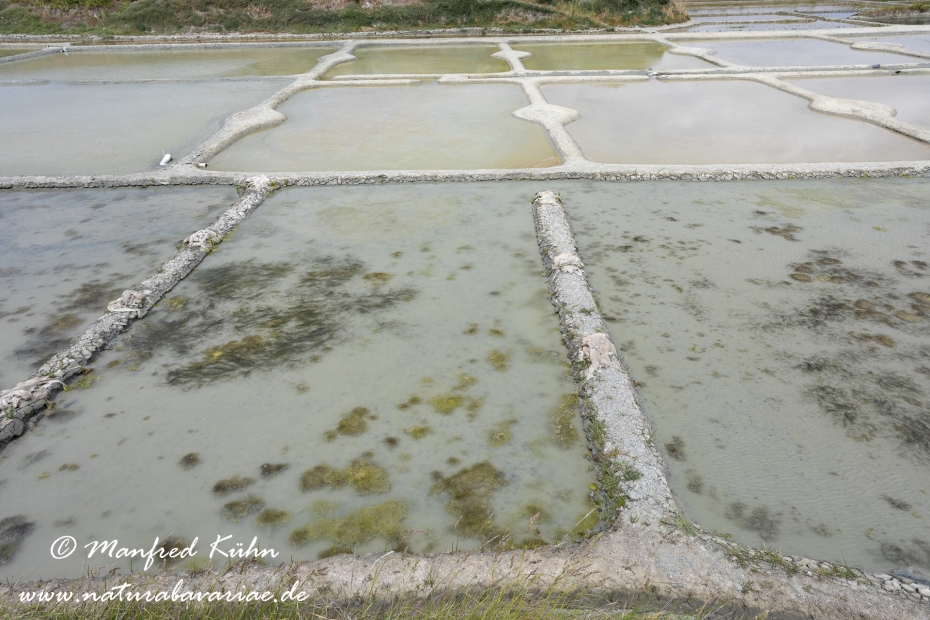 Pays de la Loire (Frankreich)_0008