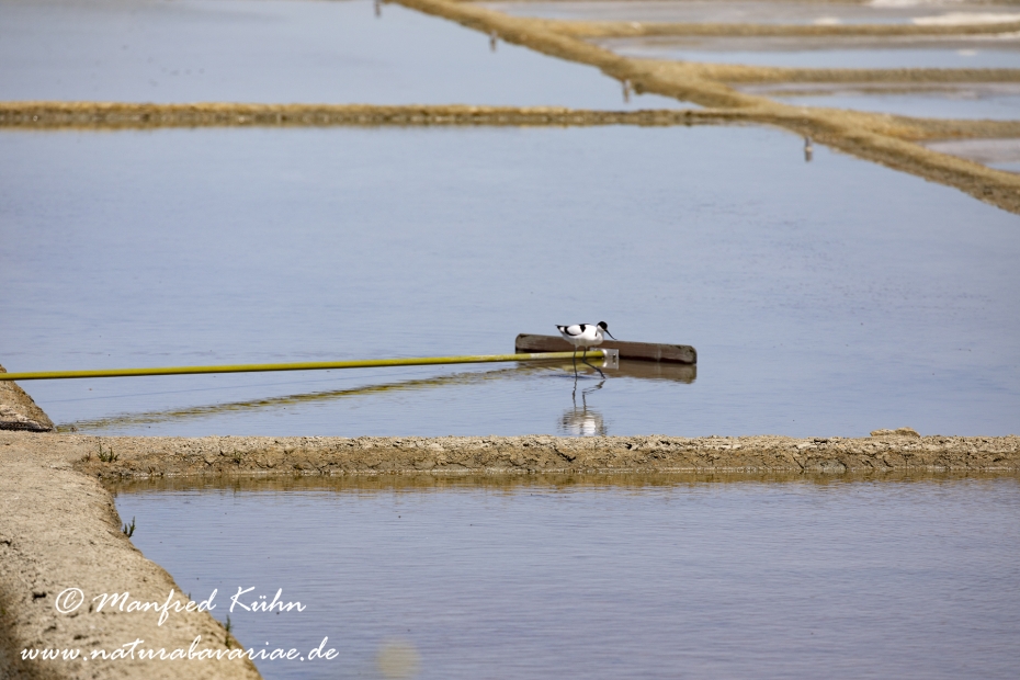 Pays de la Loire (Frankreich)_0097