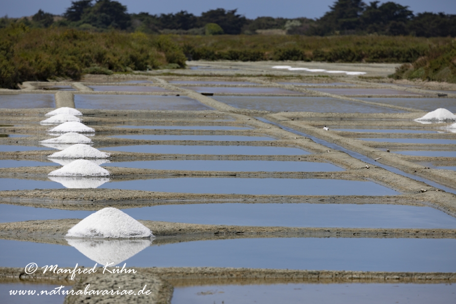 Pays de la Loire (Frankreich)_0104