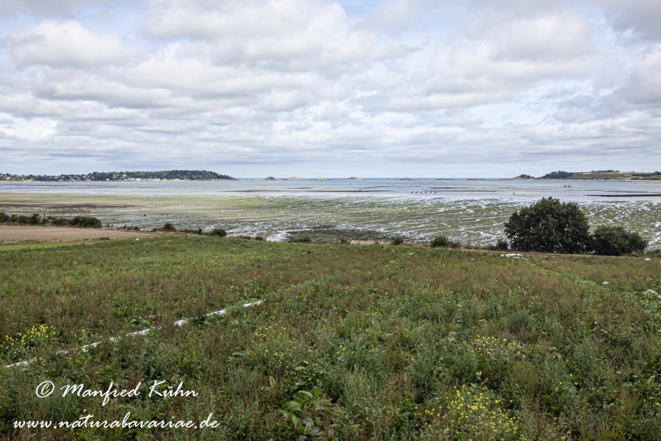 Roscoff (Frankreich)_0009
