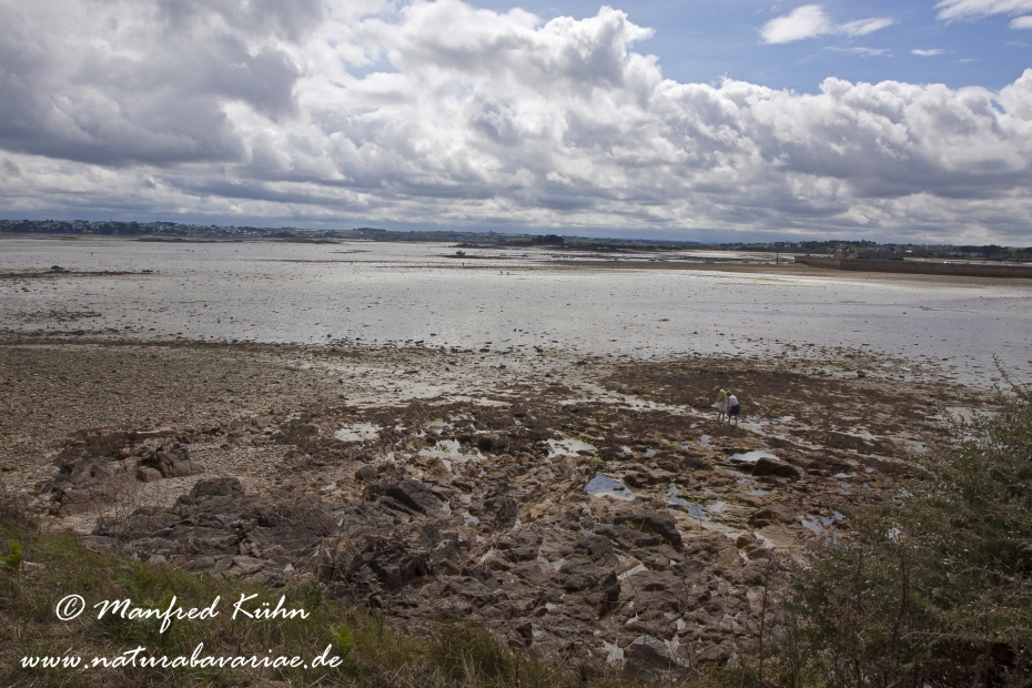 Roscoff (Frankreich)_0012