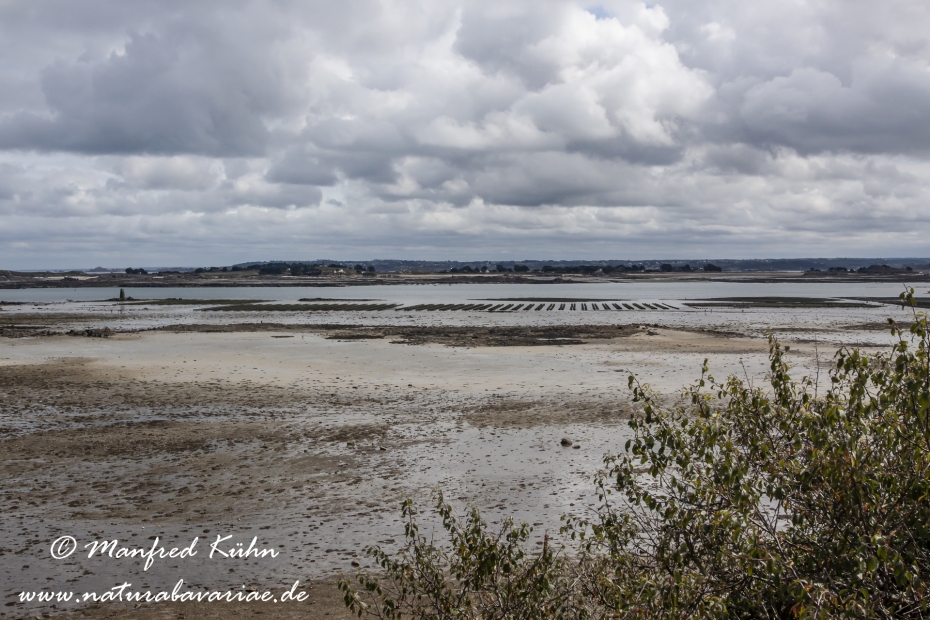 Roscoff (Frankreich)_0015