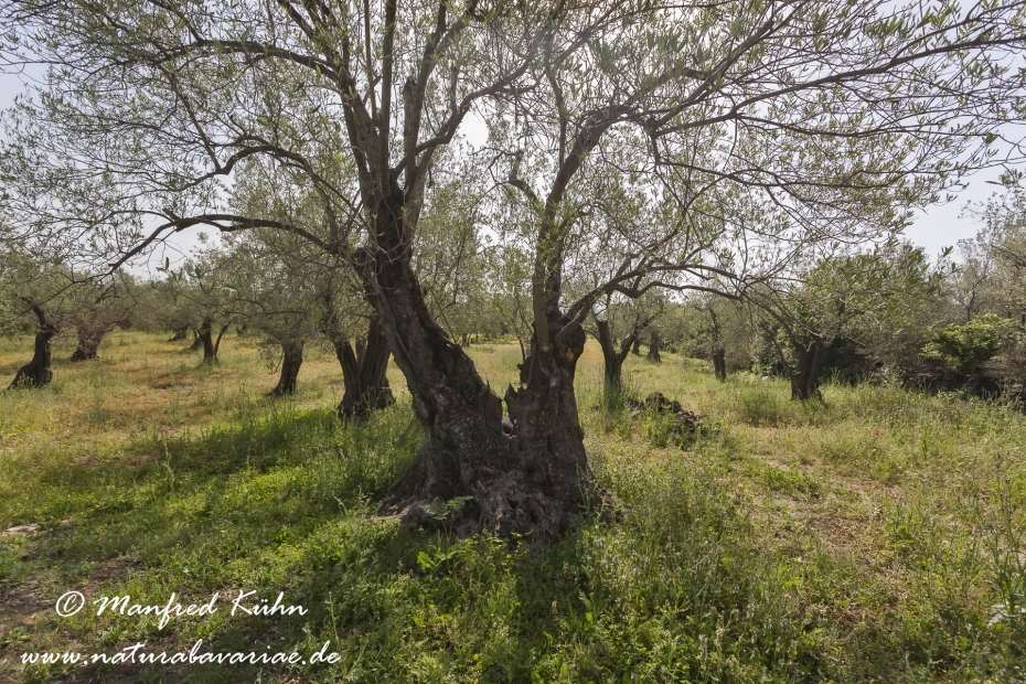 Lesbos (Griechenland)_0066