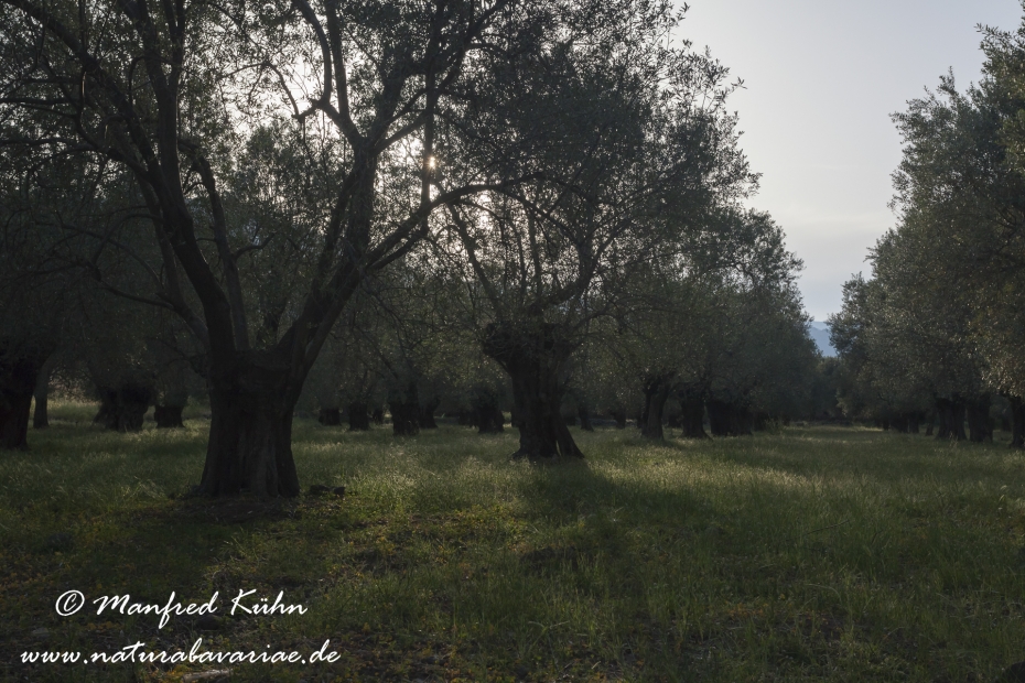 Lesbos (Griechenland)_0071