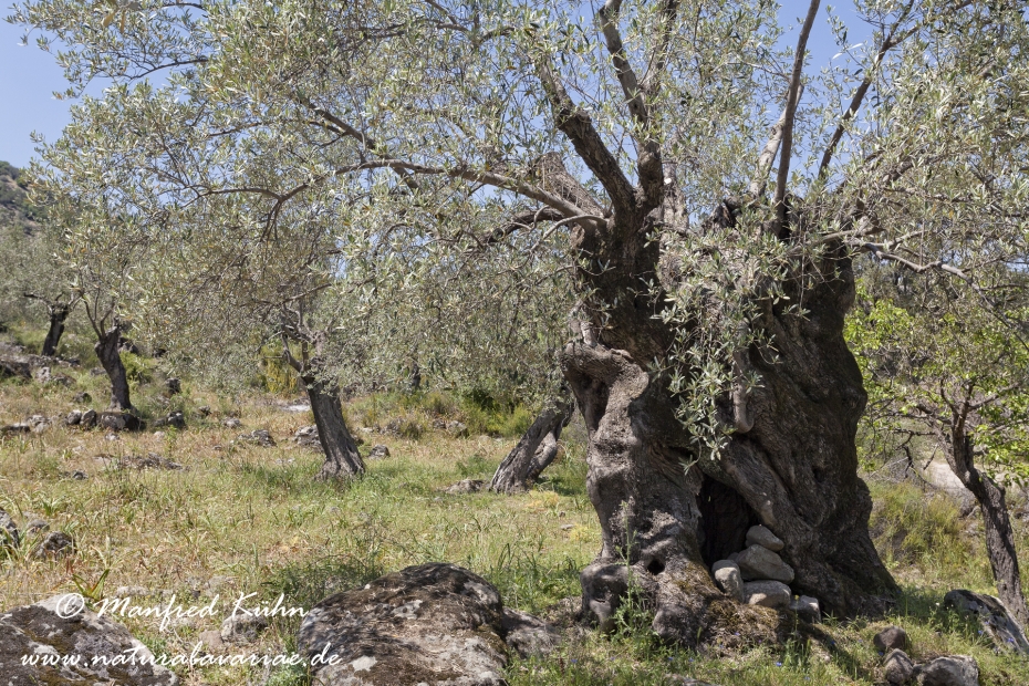 Lesbos (Griechenland)_0075