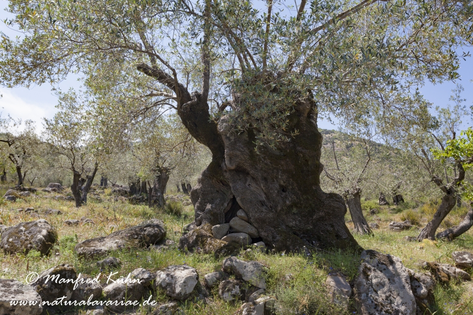 Lesbos (Griechenland)_0078