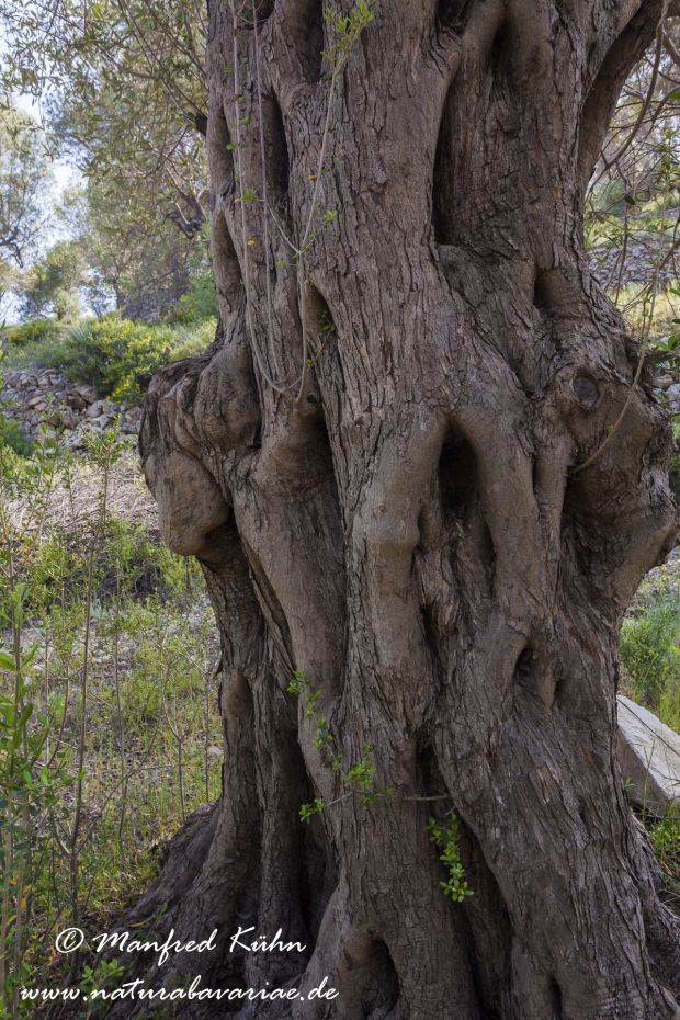 Lesbos (Griechenland)_0083