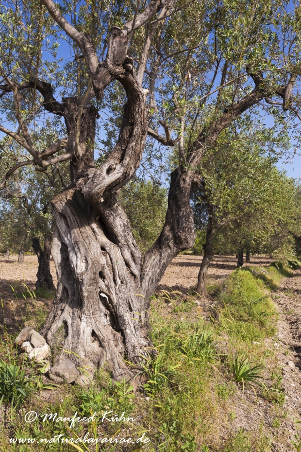 Lesbos (Griechenland)_0085