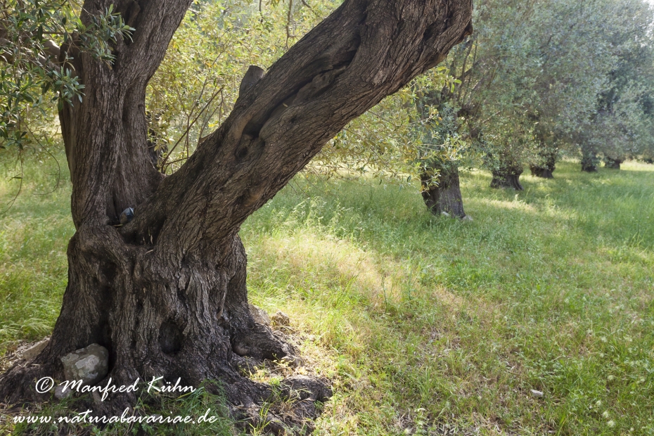 Lesbos (Griechenland)_0087