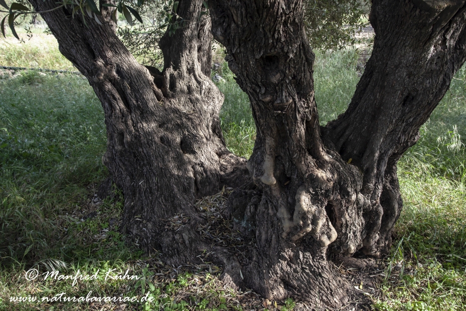 Lesbos (Griechenland)_0088