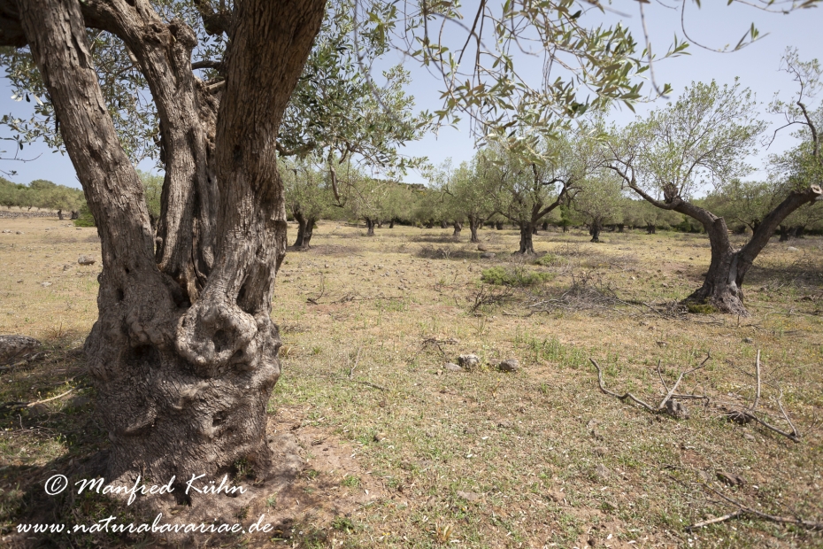 Lesbos (Griechenland)_0091