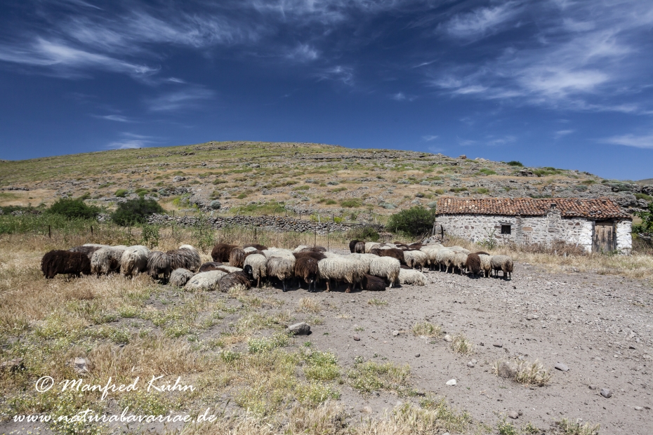 Lesbos (Griechenland)_0183