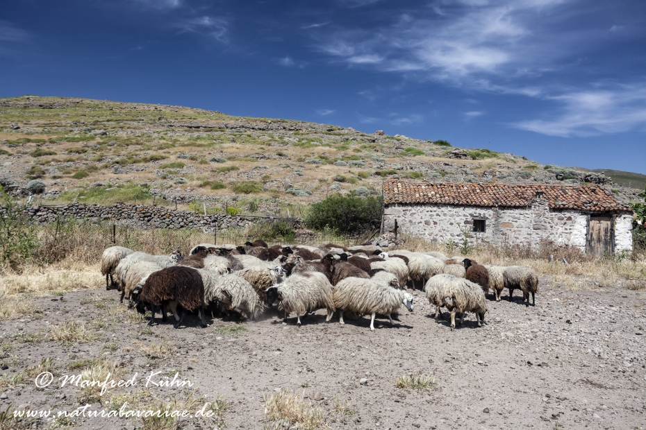 Lesbos (Griechenland)_0184