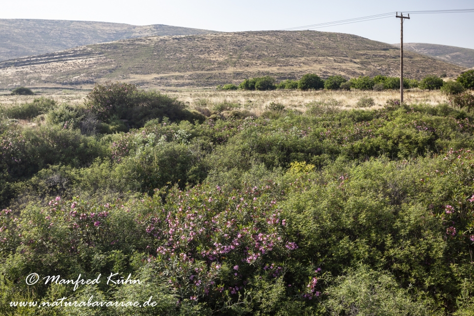 Lesbos (Griechenland)_0200