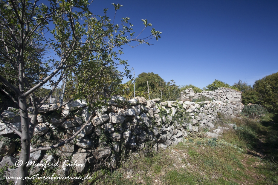 Cres (Kroatien)_0034