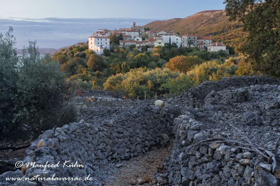 Cres (Kroatien)_0070