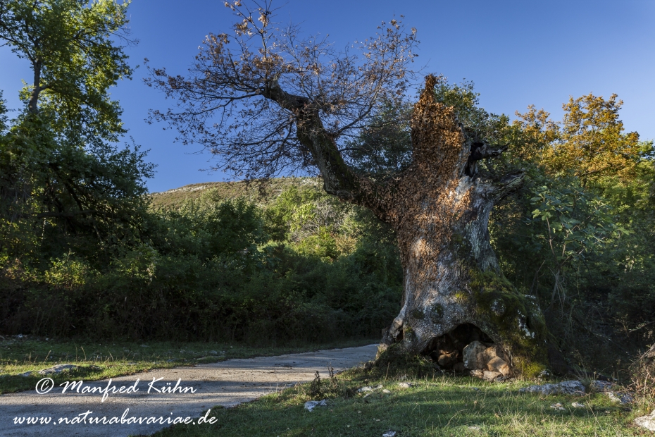 Cres (Kroatien)_0237