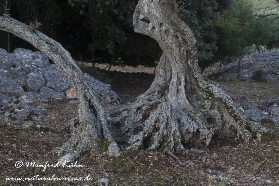 Cres (Kroatien)_0248