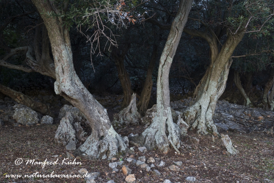 Cres (Kroatien)_0250