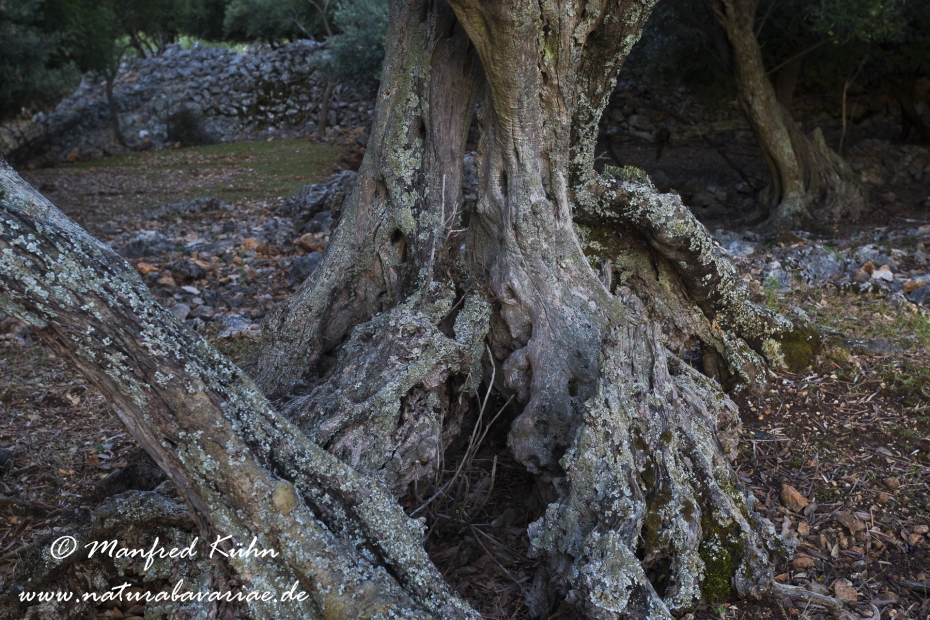 Cres (Kroatien)_0251