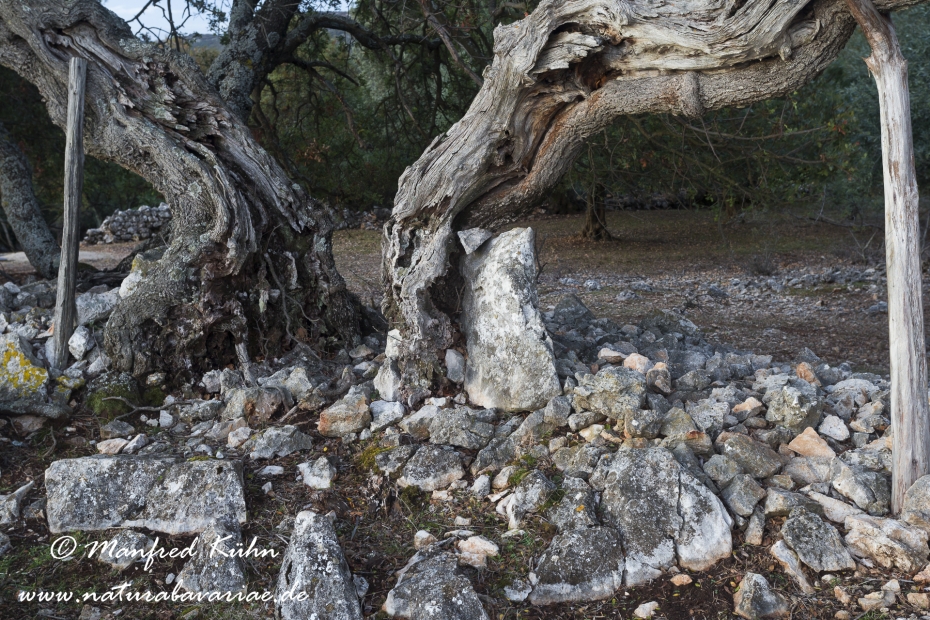 Cres (Kroatien)_0253