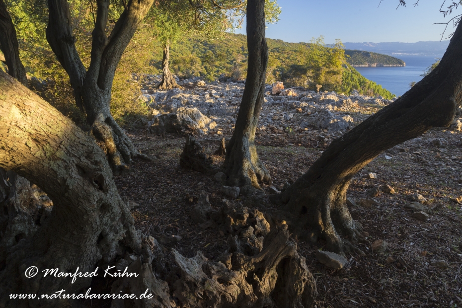 Cres (Kroatien)_0260
