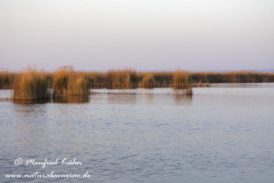 Neusiedler See (Österreich)_0050
