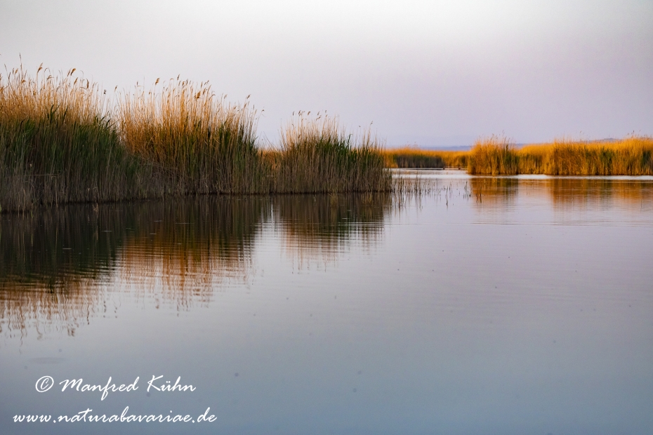 Neusiedler See (Österreich)_0056