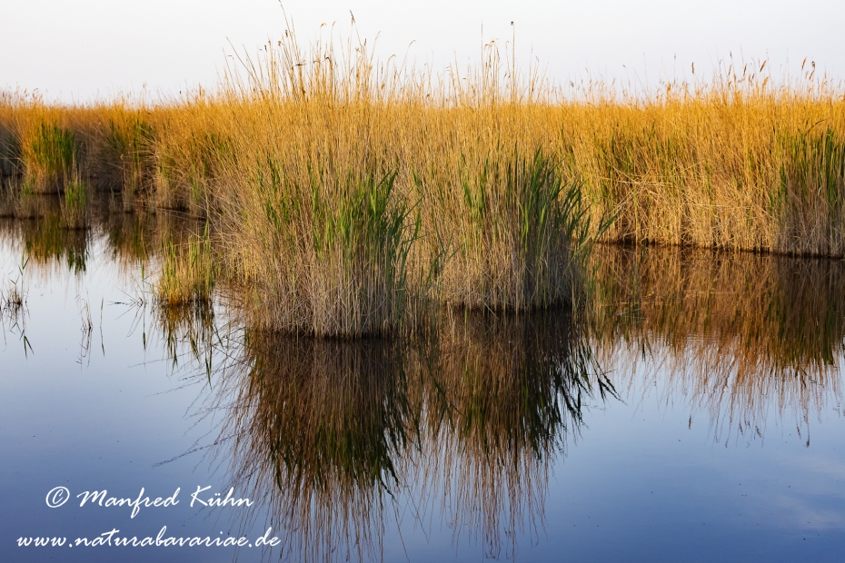 Neusiedler See (Österreich)_0058