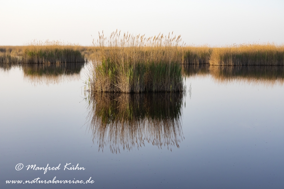 Neusiedler See (Österreich)_0059