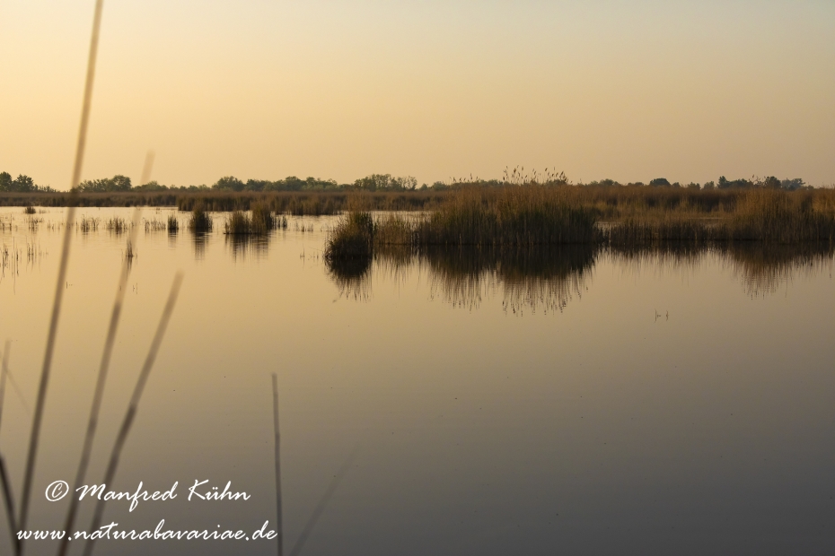 Neusiedler See (Österreich)_0060