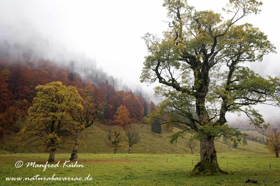 Großer Ahornboden (Österreich)_0018