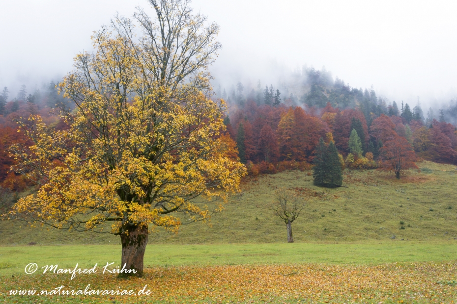 Großer Ahornboden (Österreich)_0019