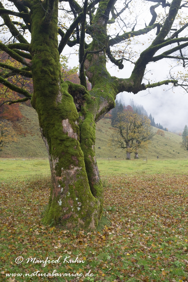 Großer Ahornboden (Österreich)_0029