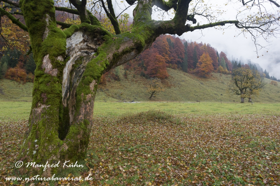 Großer Ahornboden (Österreich)_0030