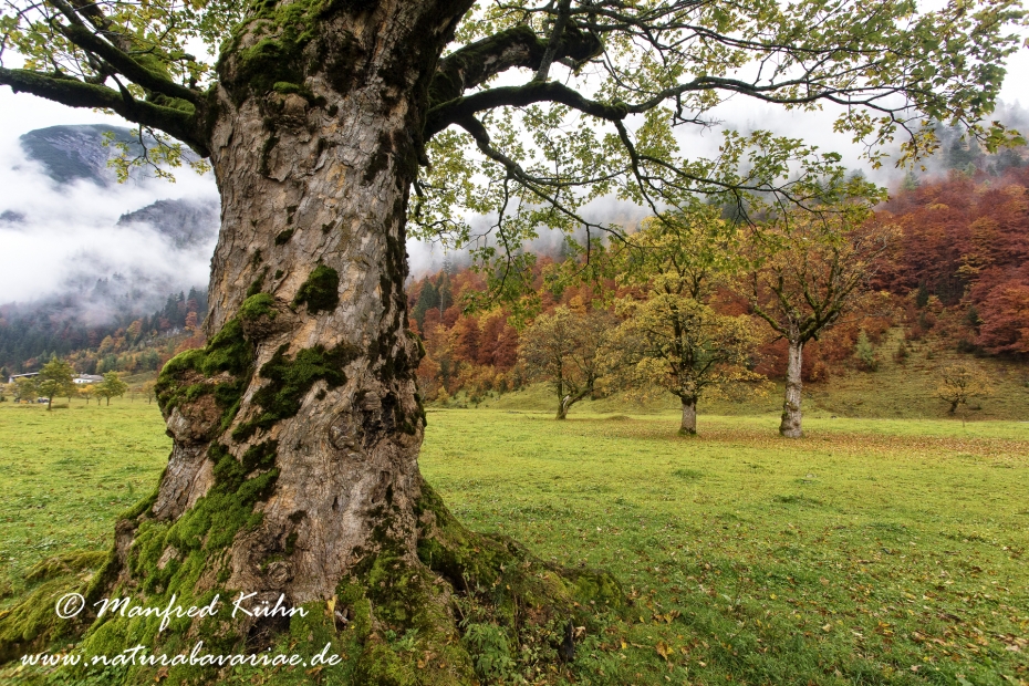 Großer Ahornboden (Österreich)_0038