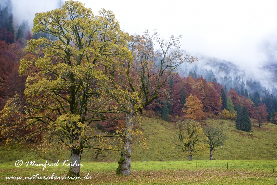 Großer Ahornboden (Österreich)_0040