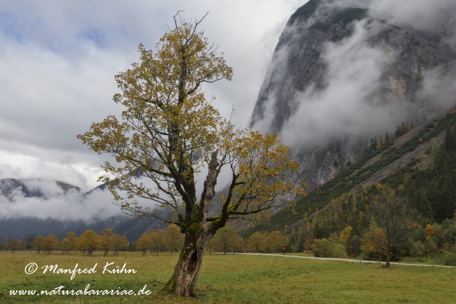 Großer Ahornboden (Österreich)_0066